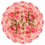 GlobalRose 200 Fresh Cut Light Creamy Pink Roses - Michelle Roses - Fresh Flowers Wholesale Express Delivery