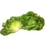 Organic Living Lettuce, 2 ct